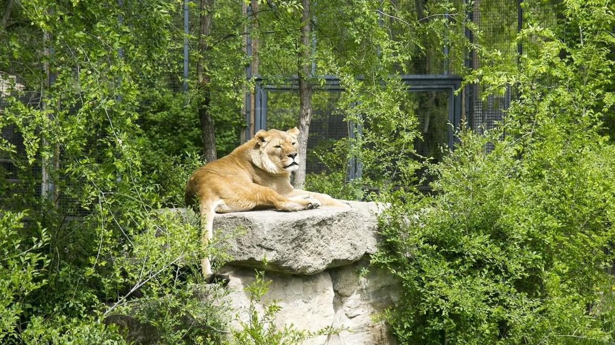 A lioness relaxes in the sun at Zoo Boise.
