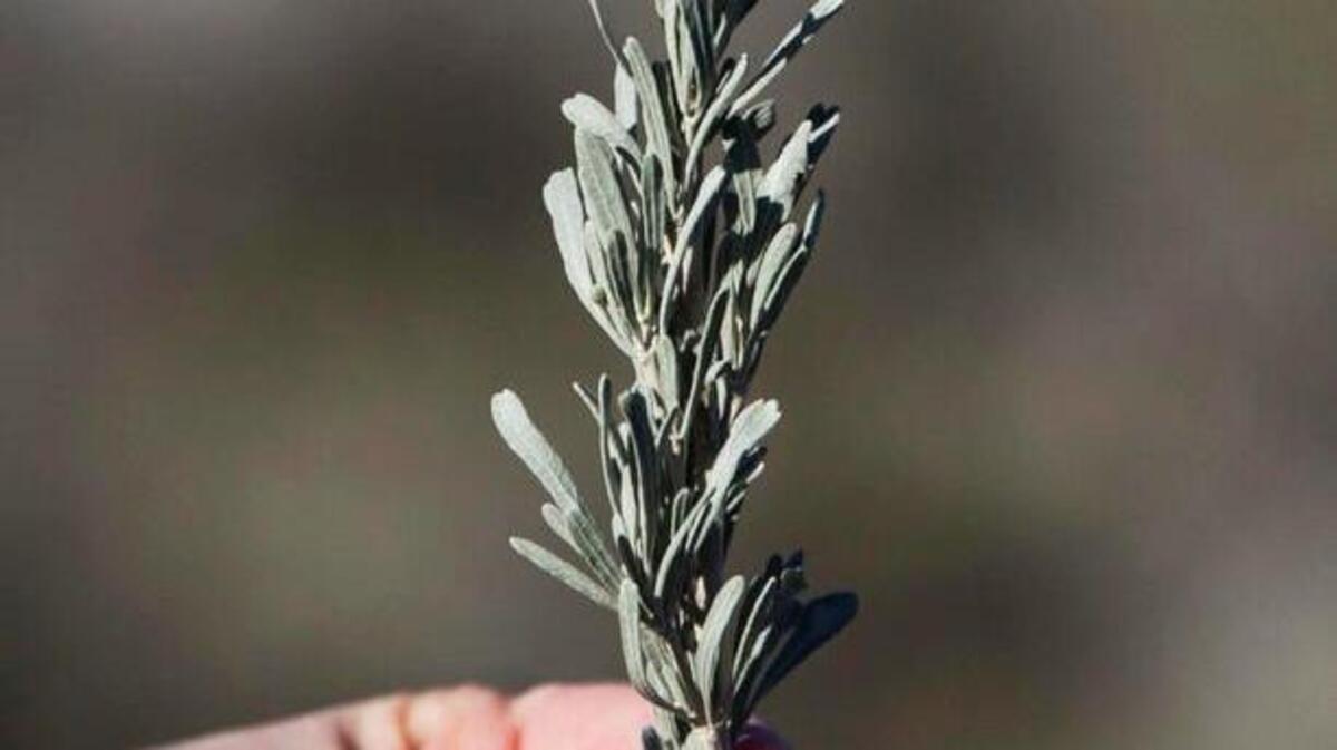 A sprig of Basin sagebrush, a classic native.