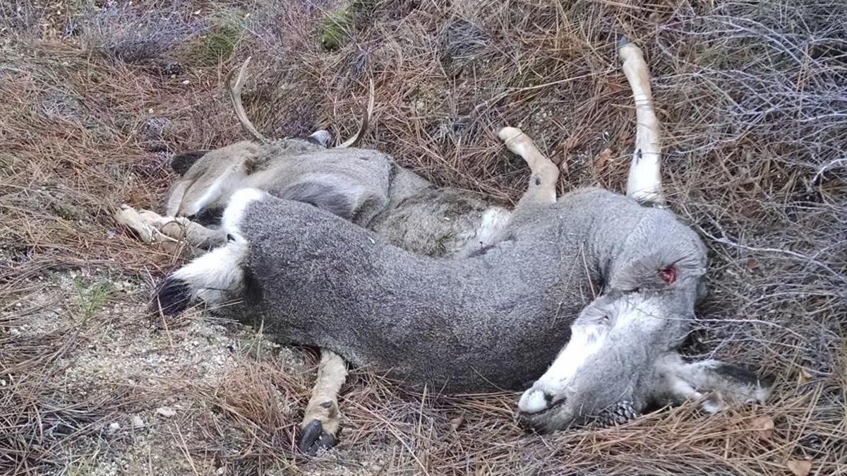Two mule deer left to waste about one mile northwest of Idaho City in Boise County. An elk hunter discovered the carcasses in early November.