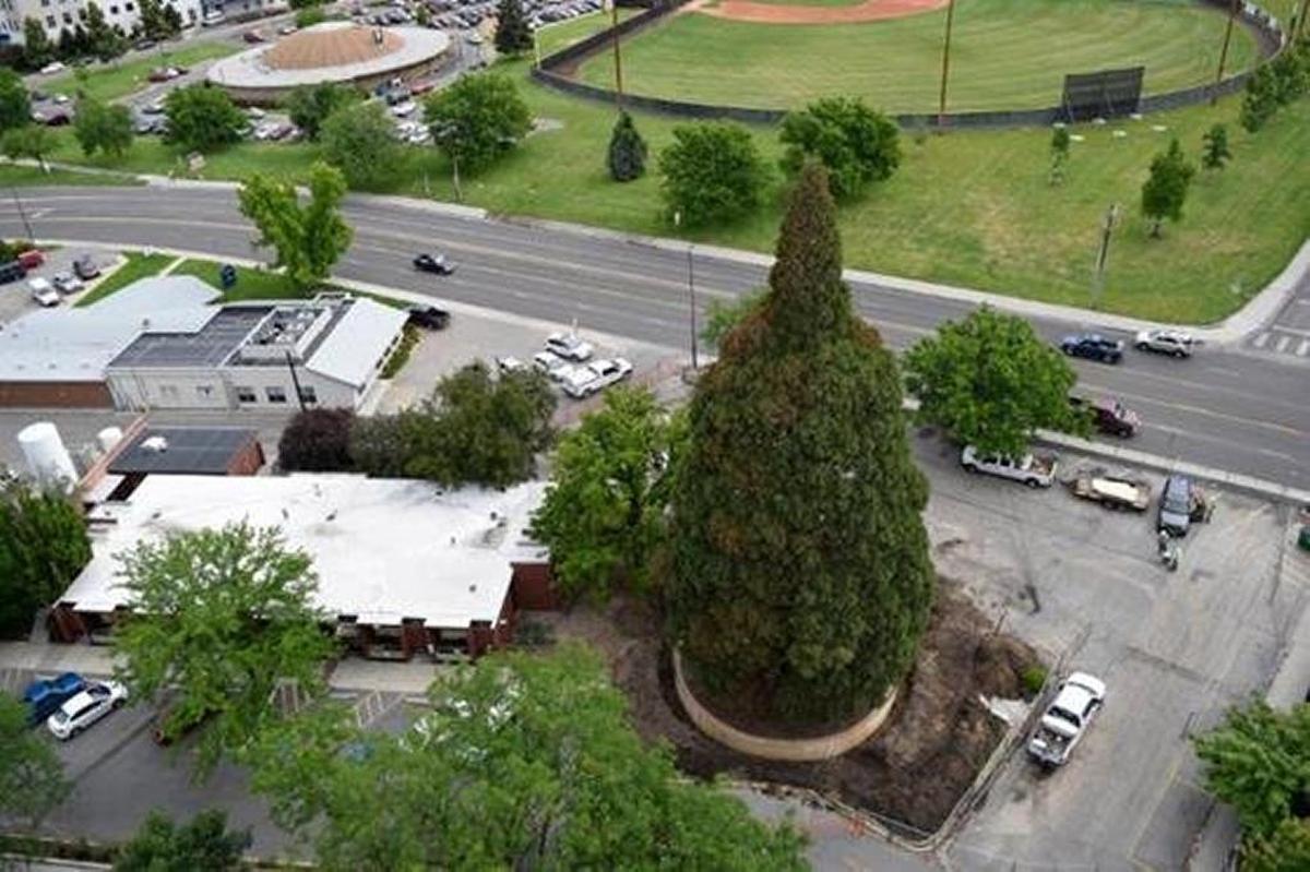The sequoia in question: The big tree, planted around 1912, will move to its new home and be in place this weekend.