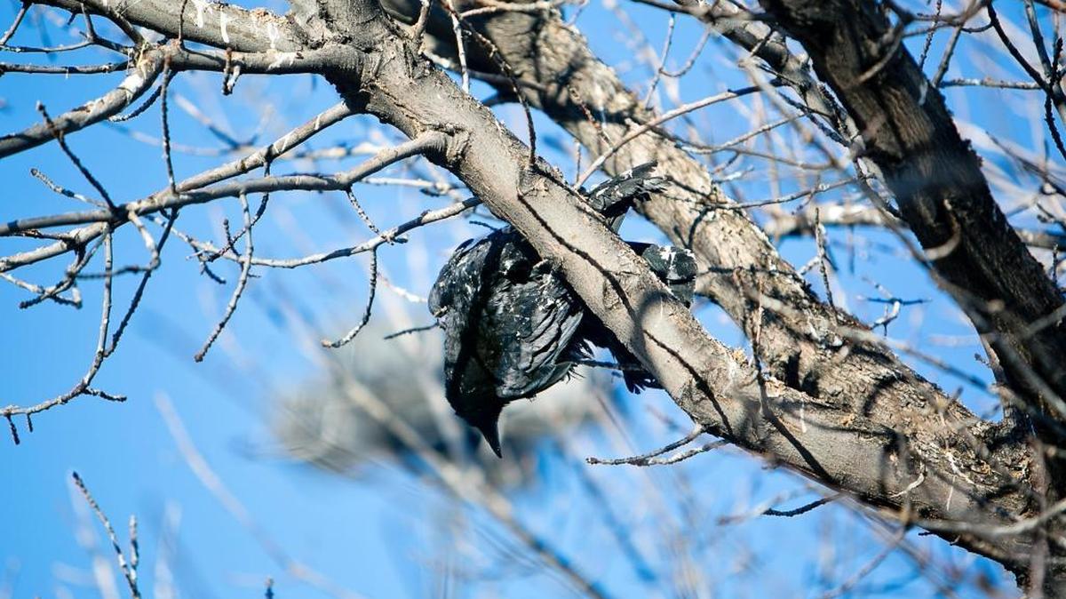 A dead crow hangs from a tree in the parking lot of Walmart in Caldwell, Idaho. Since 2005, the Caldwell police have attempted to push marauding flocks of crows outside of the city limits. Starting in downtown, they've made it as far as Walmart - but they apparently haven't filled everyone in on their plan. A concerned citizen contacted Fish and Game and the Statesman this week after coming across crows that had been shot with a shotgun in the middle of the night. Friday January 31, 2014