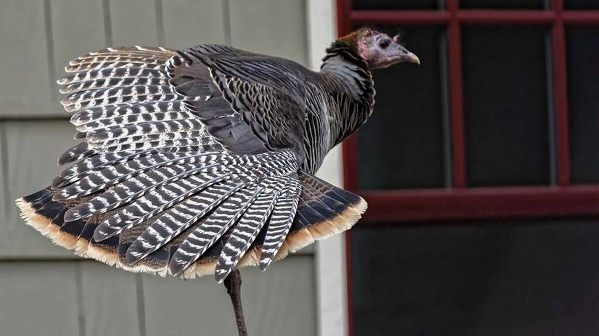 Action shot: One of the North End’s famous wild turkeys, photographed by Mark Goforth.