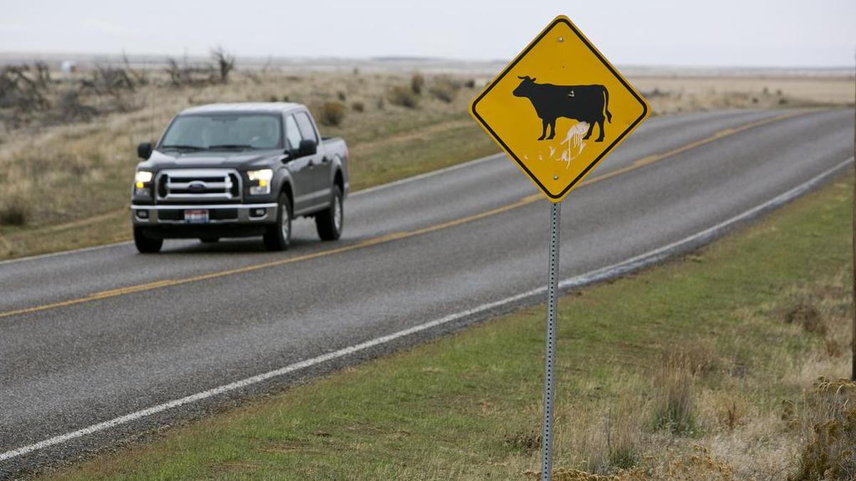 A car passes a cattle sign on Simco Road in Elmore County.