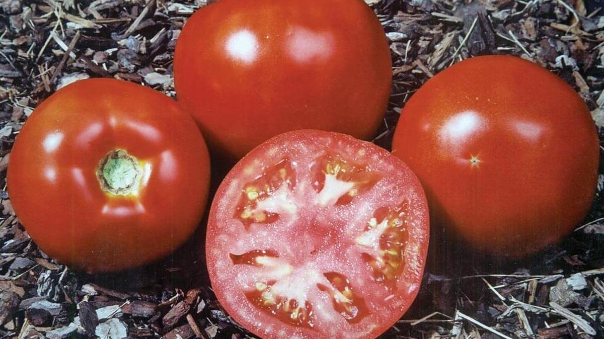 Saving good seeds from tomatoes for the next season is a fairly simple process.