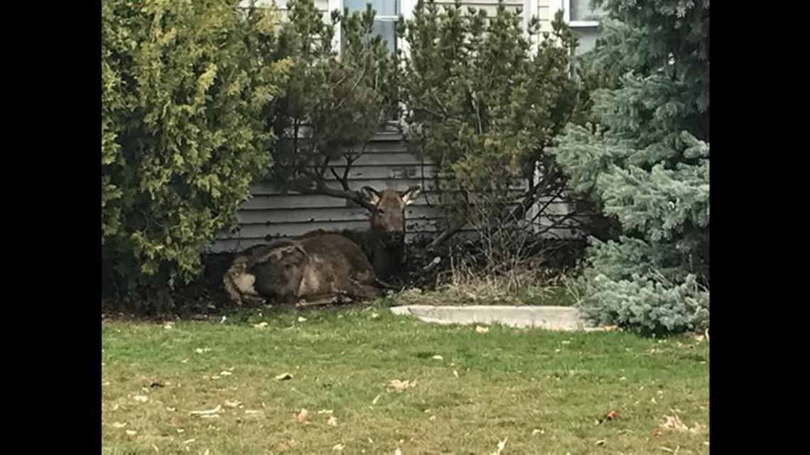 A cow elk, dubbed Ada by locals, took up residence in the North End during the last weeks of her life. She was euthanized by Fish and Game on Friday.