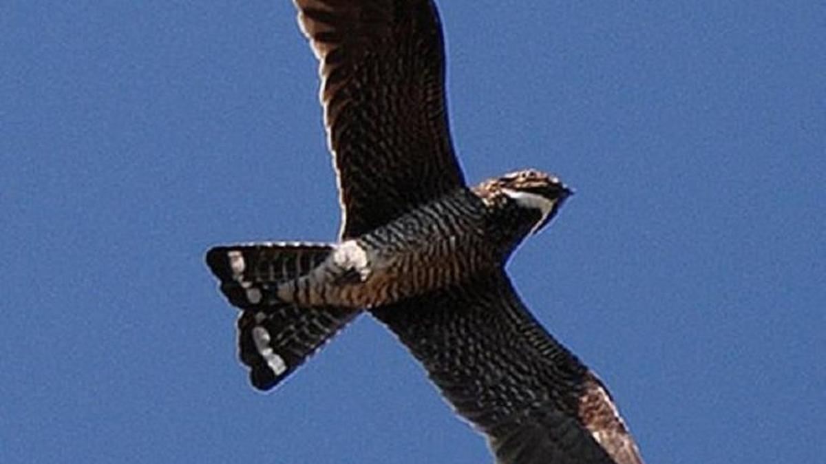 What does this bird and a famous painting have to do with Northwest Nazarene University’s new mascot?