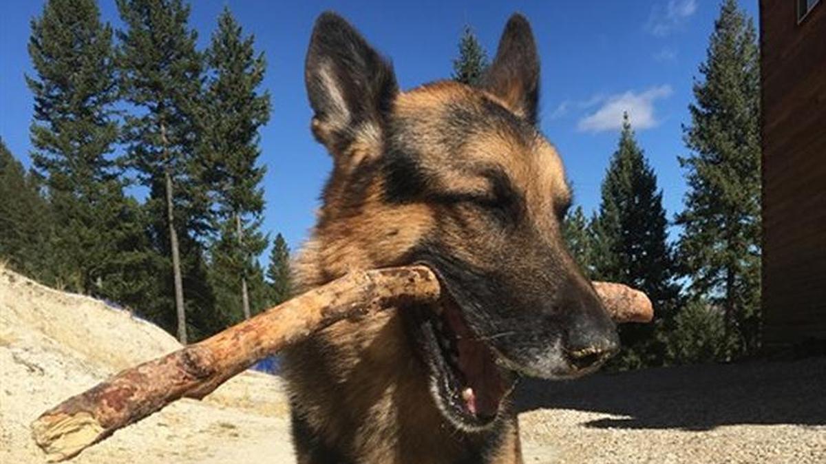 Dasty, an 8-year-old German shepherd, worked at the Boise Airport. He died while battling cancer.