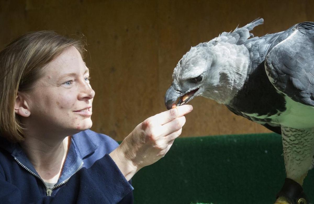 “He’s a gigantic puppy dog,” says Erin Katzner, director of global engagement at The Peregrine Fund. Harpy eagles are among the world’s largest eagles, with talons the size a grizzly bear claws, but this eagle is surprisingly gentle - and really smart.