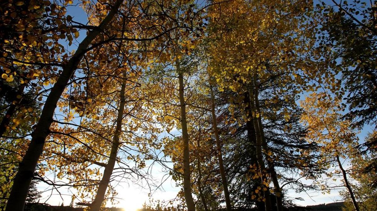 Arbor Day events will take place across the Treasure Valley and across the U.S. on Friday.