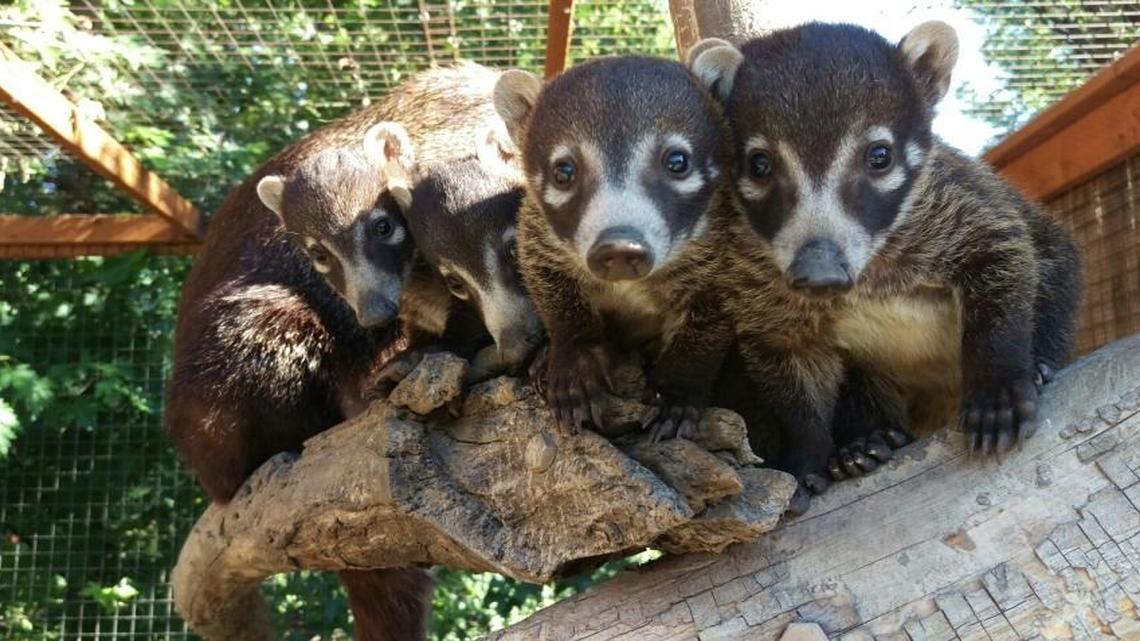 Newborn coati kits gaze at visitors watching them at Zoo Boise.