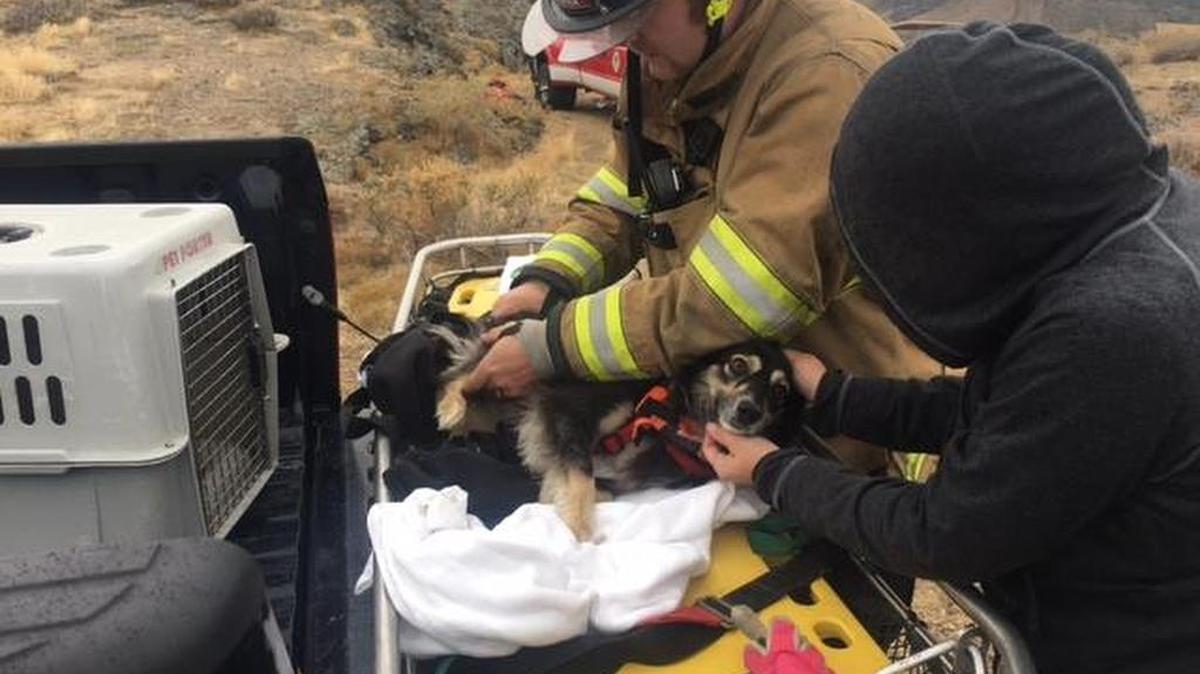 The dog had not sustained any noticeable injuries, but was taken to the vet by its owner after the rescue.