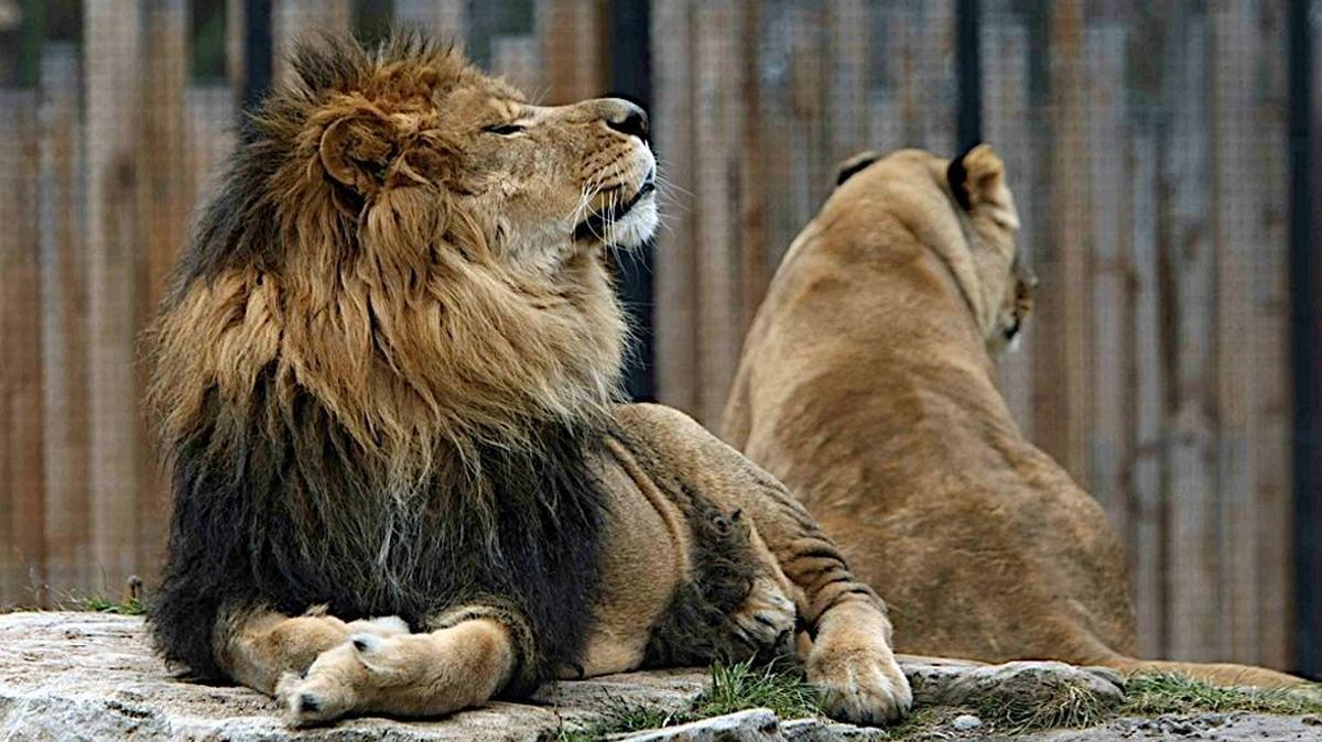 Jabari, 14, arrived at Zoo Boise in 2008 and lives with two female lions. He was diagnosed with lymphoma recently and is undergoing treatment.