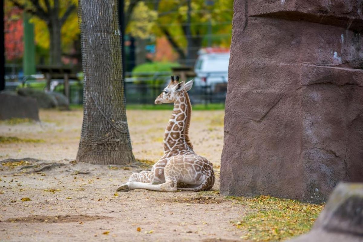 Tafari was the first giraffe born at the Milwaukee County Zoo in 12 years.