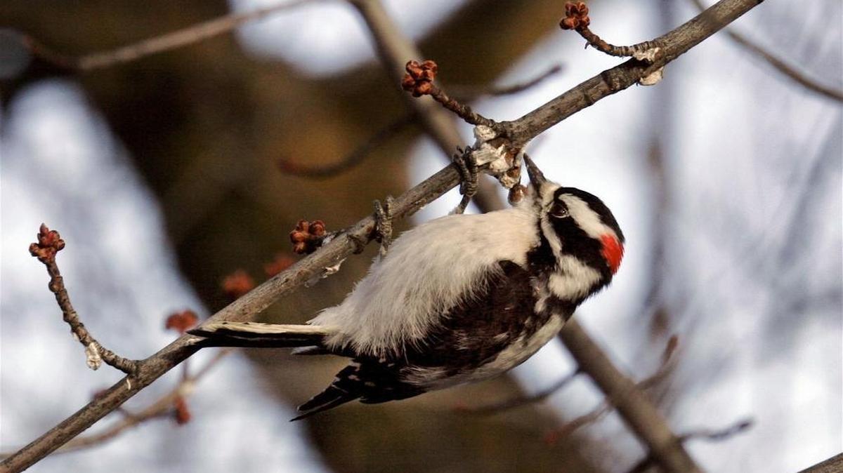 A downy woodpecker, one of the Valley’s avian residents that may, or may not be spotted during this year’s city bird walks. This woodpecker is the smallest and most common American woodpecker and is found throughout most of North America from Alaska to Florida. The male, shown here, has a red patch on the back of its head. The female has a black patch.