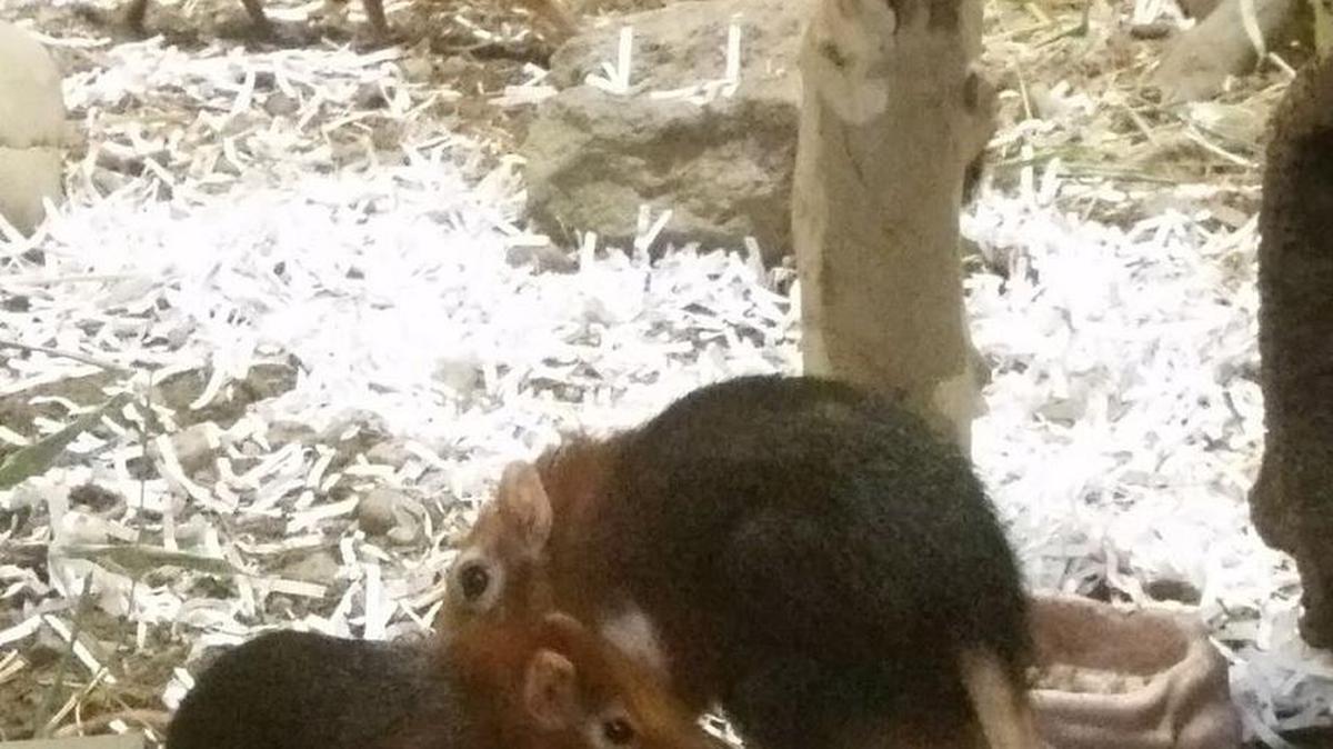 A baby sengi (giant elephant shrew) was born in Zoo Boise on March 5.
