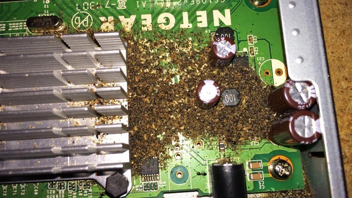 Jim DeWitt said he and his wife didn’t notice they had an ant problem until they opened up this ethernet switch after their Internet failed.