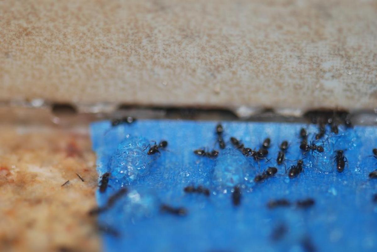 Odorous house ants are one of the two most common types of ants in homes, according to the extermination company Gemtek. 