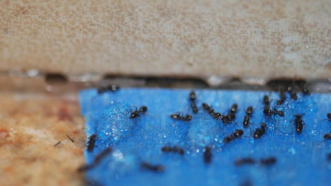 Ants often come indoors after NC summer rain — but also during droughts