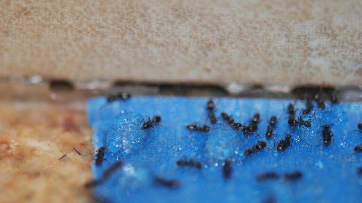 Odorous house ants are one of the two most common types of ants in homes, according to the extermination company Gemtek. They are drawn to heat, moisture and food (human and pet food). Anywhere there is moisture can be a hot spot, including bathrooms, kitchens and air conditioning units.