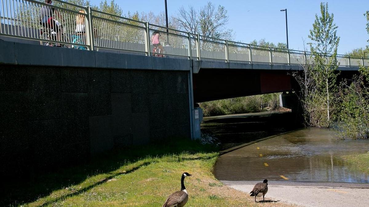 Geese walk Monday near a submerged portion of the Boise Greenbelt near the ParkCenter Bridge.