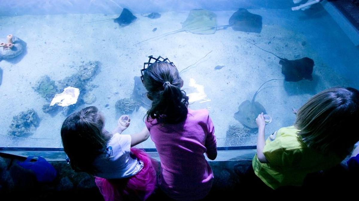 Aquarium of Boise’s “touch tank” holds bat rays and sting rays.