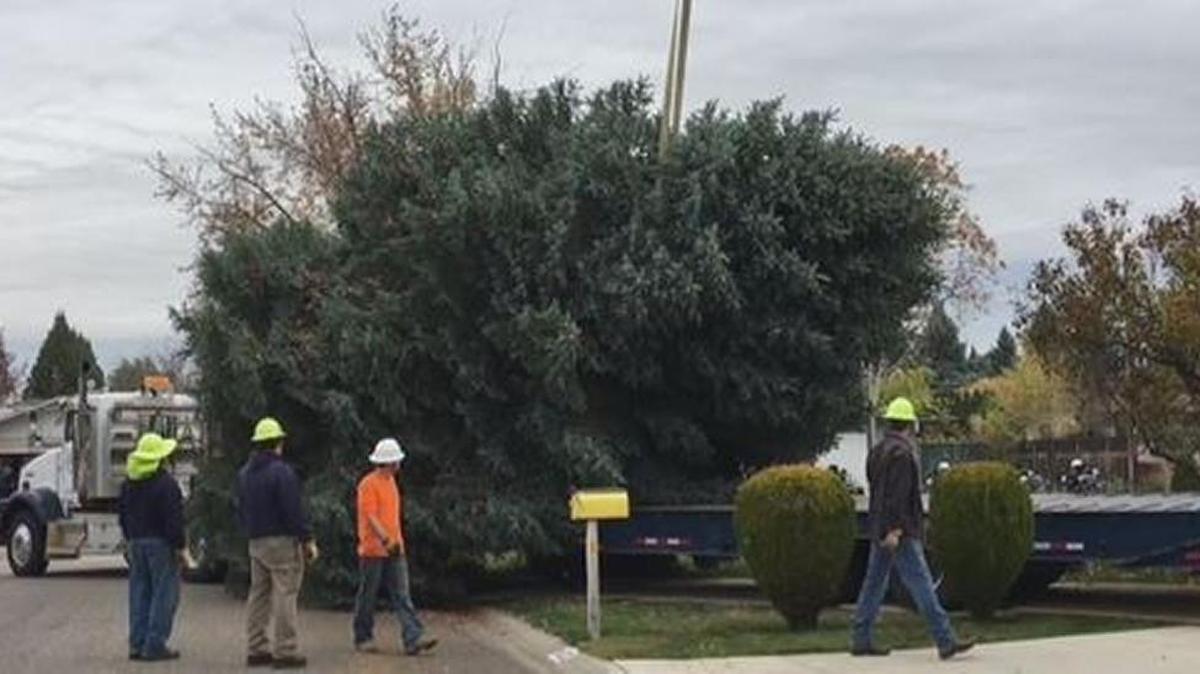 This year’s Downtown holiday tree starts its journey to the Grove Plaza from the West Boise yard where it has grown for 40 years.