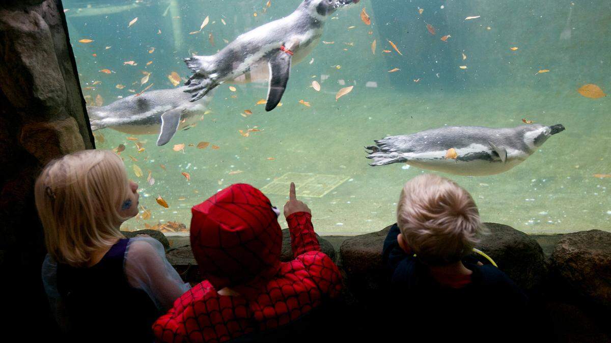 Children watch the penguins swim underwater at Zoo Boise in Julia Davis Park in October 2014. Penguins are one of the few birds that remain on display at the zoo with bird flu in Idaho.