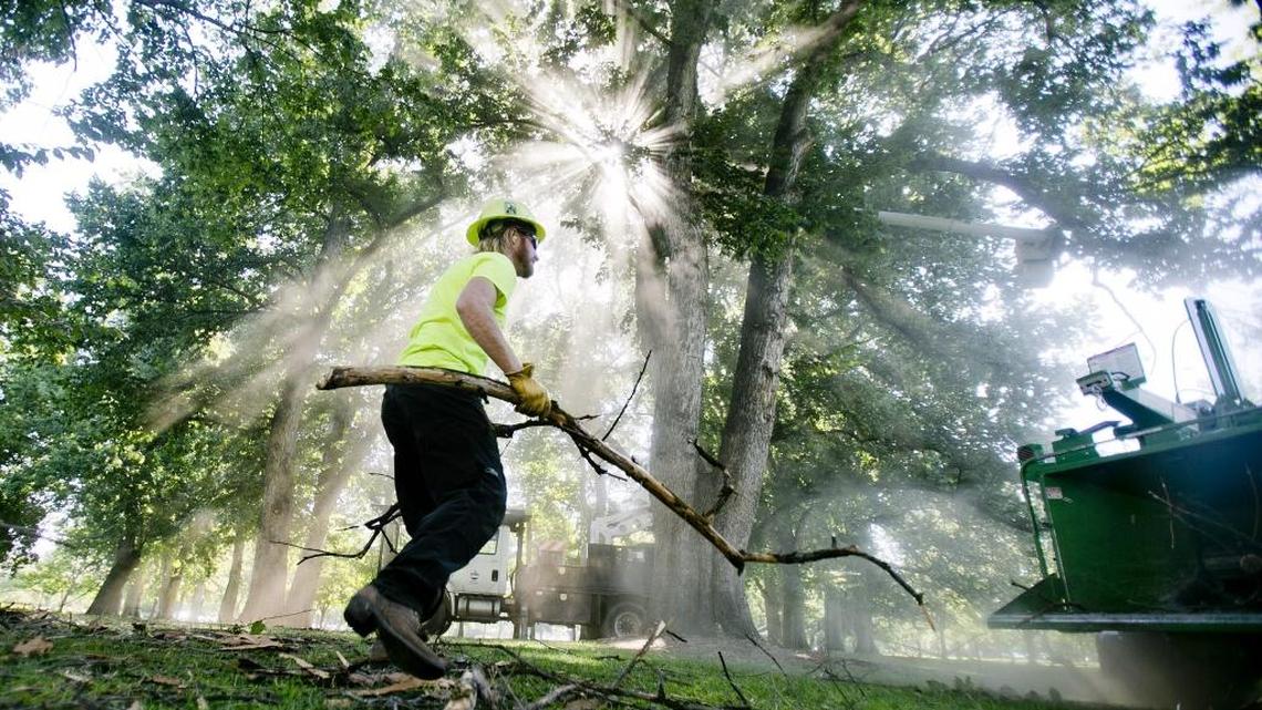 As sawdust from a tree chipper fills the air, Brandon Biorn, urban arborist for Boise’s Community Forestry program, picks up freshly pruned elm tree branches near the bandshell at Julia Davis Park.