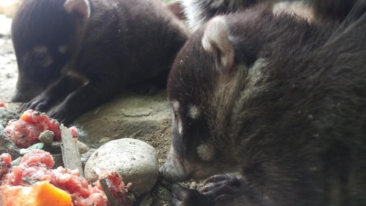 The baby coatis.