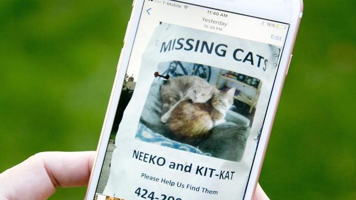 Erin Liedtke holds her phone with an image of a missing cat poster from her neighborhood.
