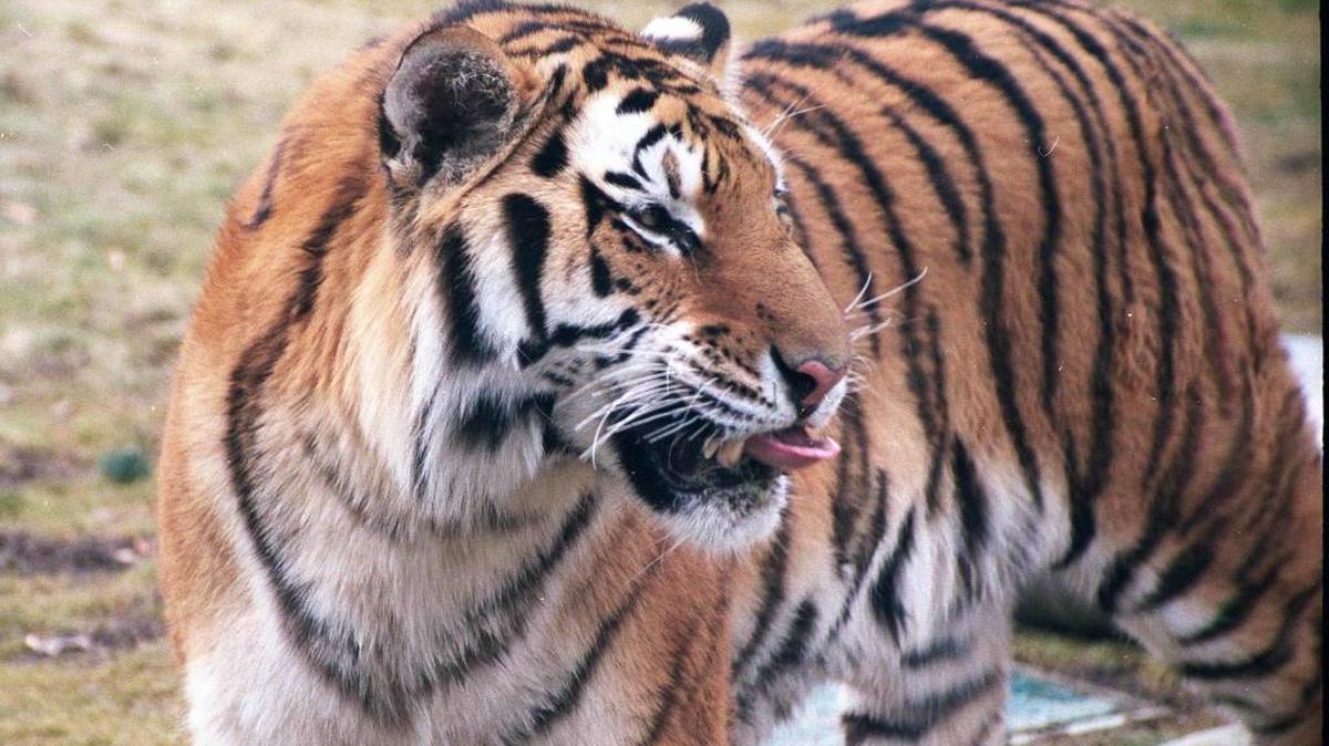 Tundra the Tiger resided at Zoo Boise since 1999.