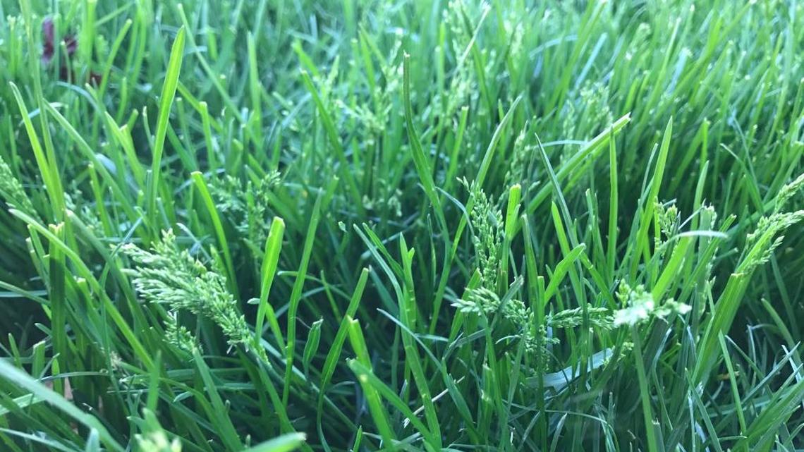 Here are some tips for giving the illusion you have the perfect lawn