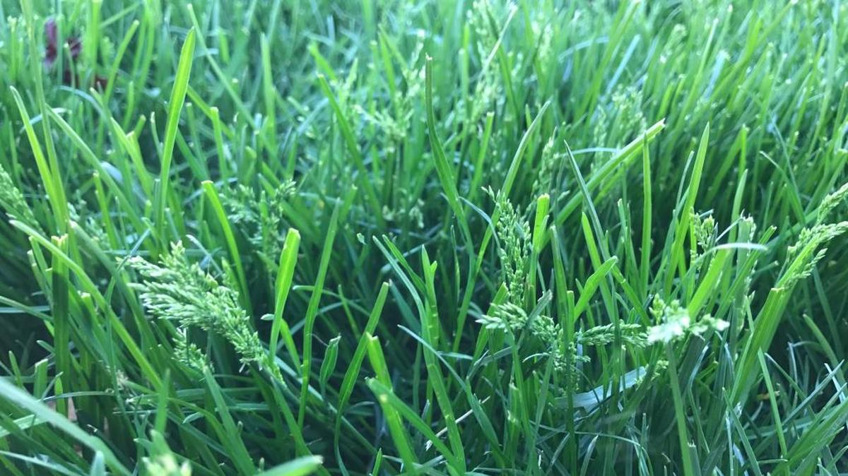 Regular mowing is good for the health of your lawn, but in July, make sure you are mowing your lawn high but mowing often when the grass is growing.