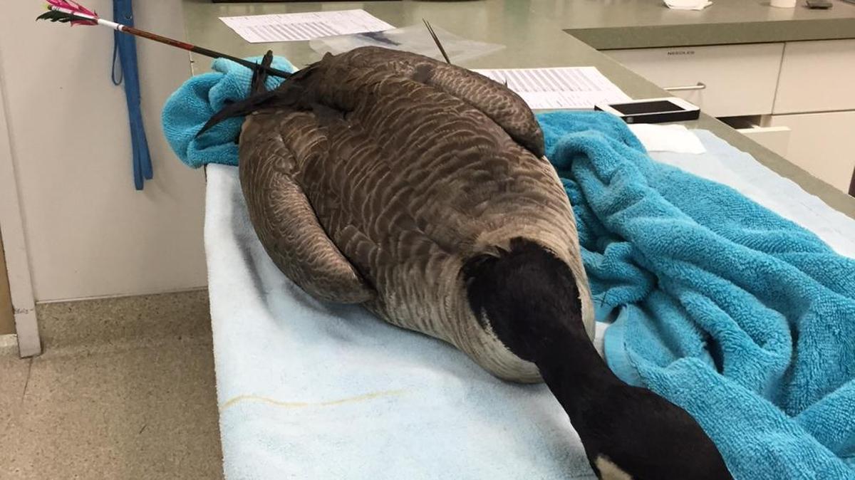 A Canada goose was euthanized after being shot with an arrow.