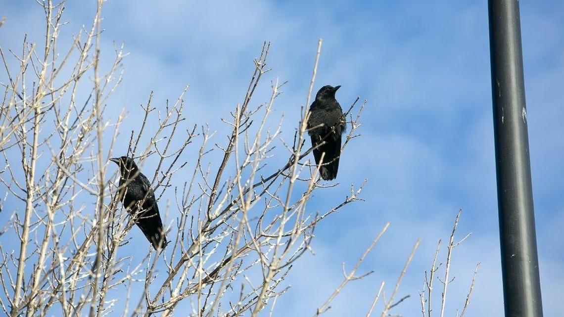 These crows were among the large flocks hanging out near the Caldwell Wal-Mart in late January, 2014. Businesses complained, and Caldwell police tried numerous efforts to get the crows to roost elsewhere. They later moved east to Nampa.