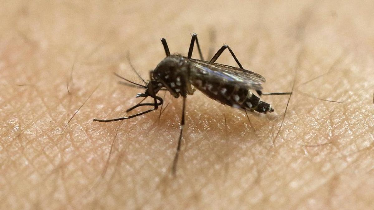 FILE - In this Jan. 18, 2016, file photo, a female Aedes aegypti mosquito acquires a blood meal on the arm of a researcher at the Biomedical Sciences Institute in the Sao Paulo's University in Sao Paulo, Brazil. (AP Photo/Andre Penner, File)