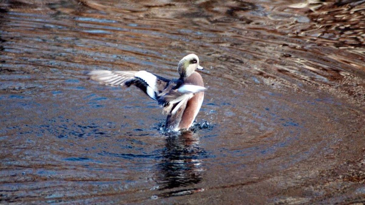 Duck hunters head out to public lands, like out around Lake Lowell to snag ducks.