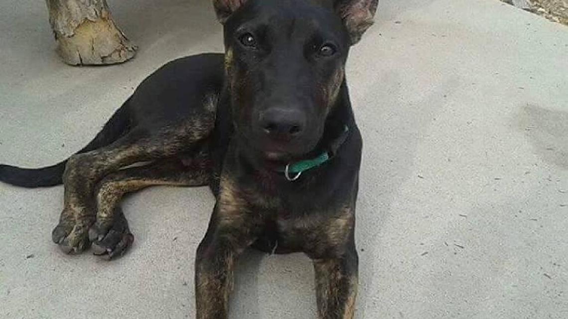 Alinah Stelly said she adopted Targaryon from outside a Notus gas station last summer. He was about 85 pounds at the time he died.