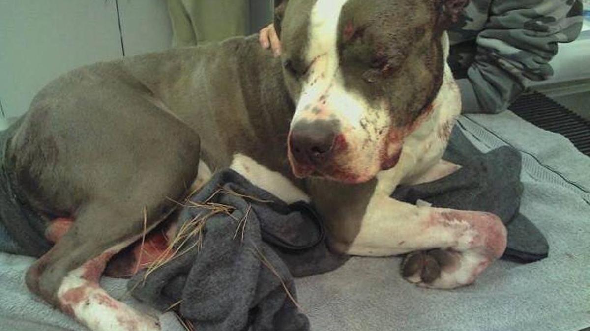 It takes a village: Law enforcement officers took this injured dog — found on Idaho Highway 44 near Middleton Wednesday morning — to West Valley Humane Society in Caldwell. The dog was transferred to Boise Bully Breed, whose volunteers transported the dog to All Valley Animal Care for further assessment and treatment.