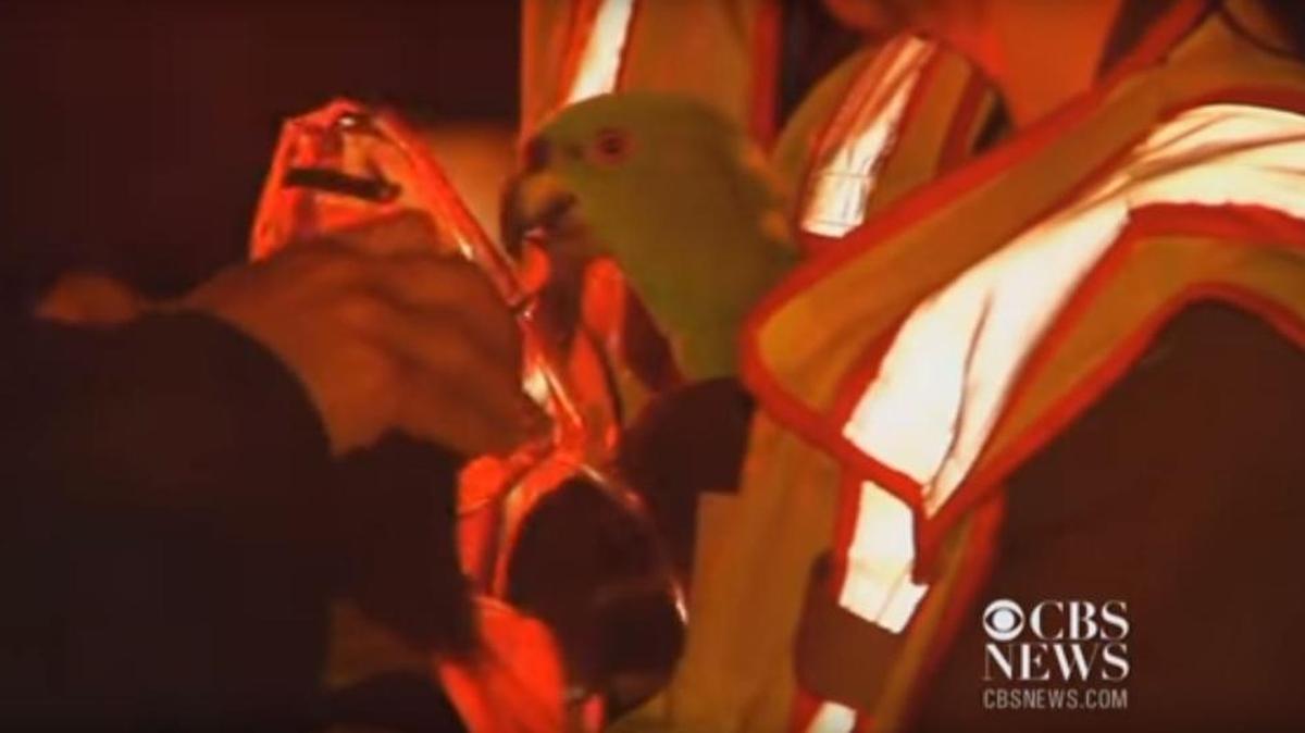 This still image of one of the birds getting oxygen was taken from video shot by the CBS affiliate in Boise.