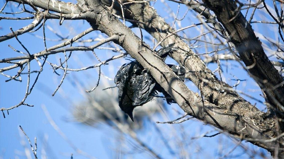 A dead crow hangs from a tree in the parking lot of Caldwell’s Wal-Mart Jan. 31, 2014. Since 2005, the Caldwell police have attempted to push marauding flocks of crows outside of the city limits. A concerned citizen contacted Fish and Game and the Statesman after coming across crows that had been shot with a shotgun in the middle of the night.