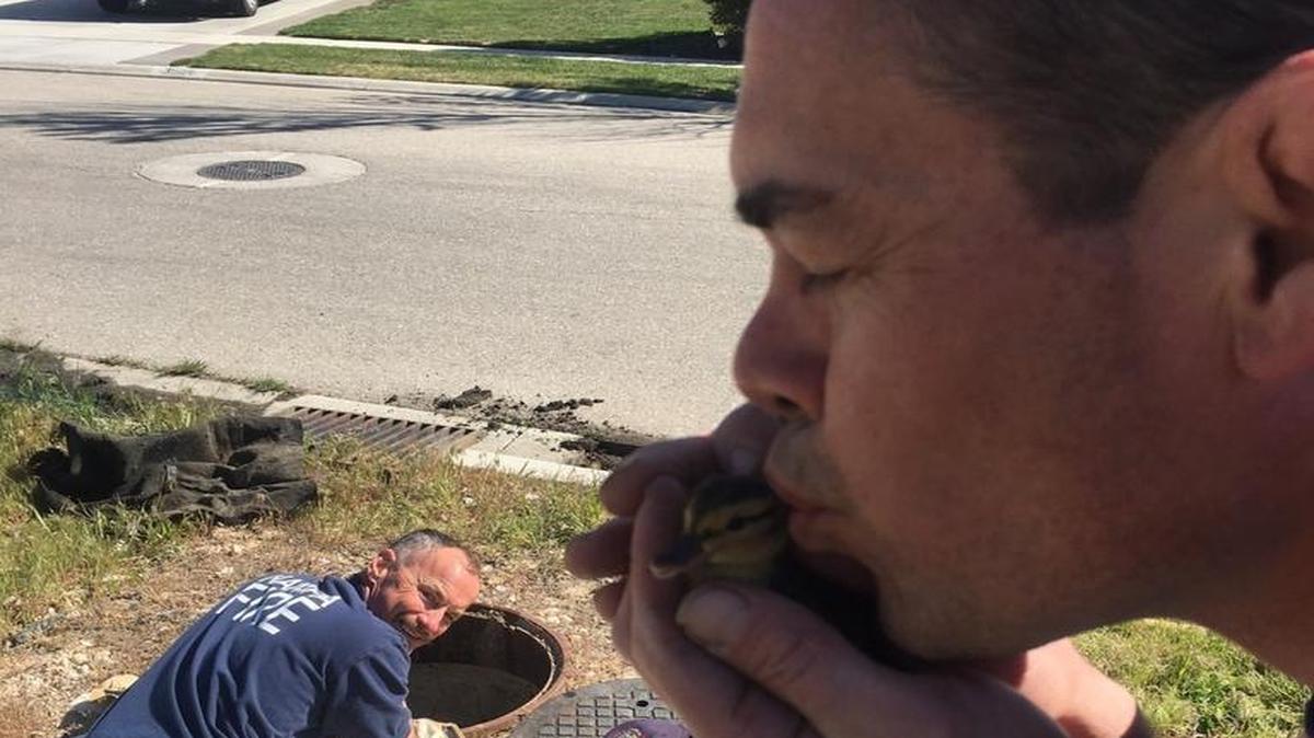 The crew from Nampa Fire Department Station 2 rescued several ducklings Sunday. Here, firefighter Kiley Rand, bids one of the rescued ducklings good luck before bringing it back to its mother.