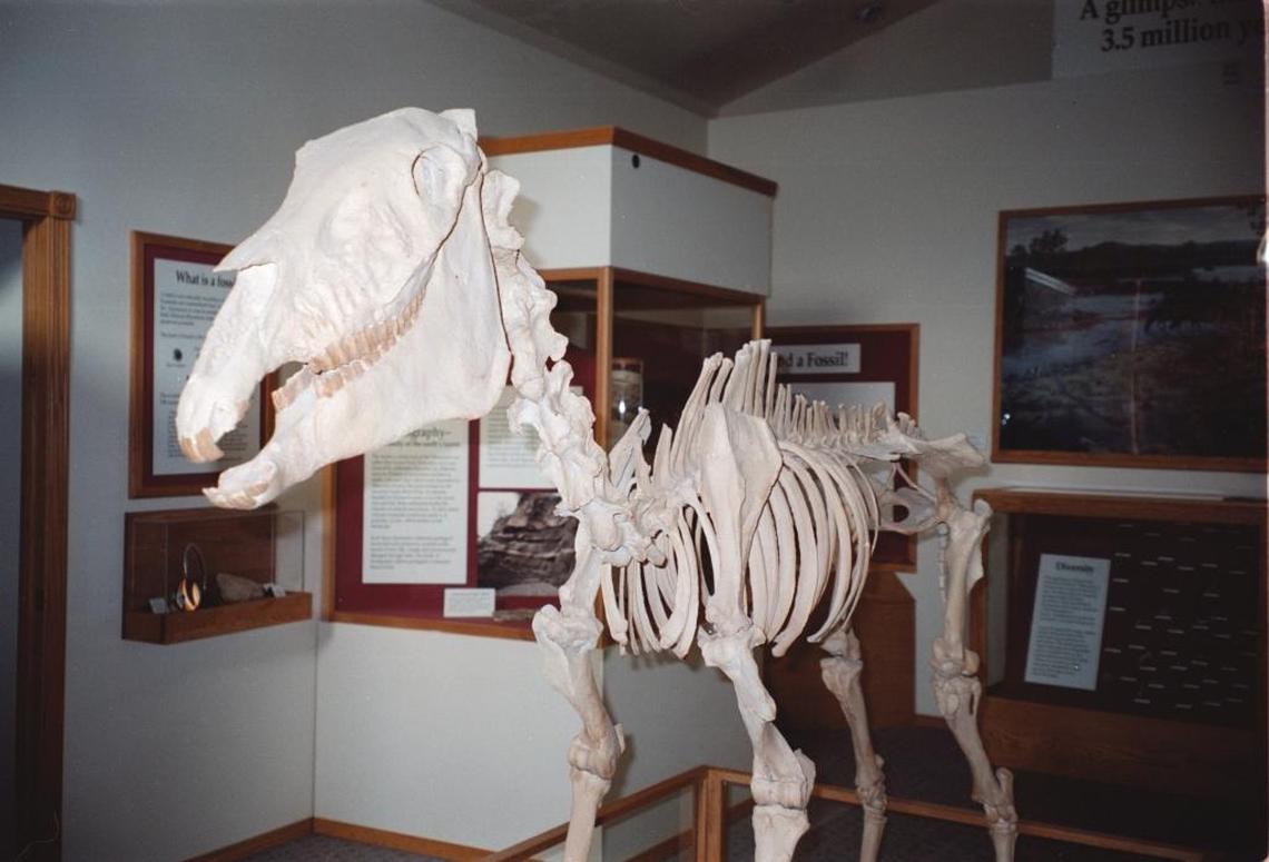 The Hagerman Horse is the official Idaho state fossil and the star attraction at the Hagerman Fossil Beds National Monument’s museum at the Thousand Springs Visitor Center.
