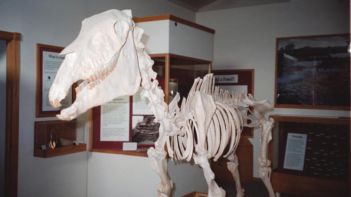 Old bones: While the Hagerman Horse, official Idaho state fossil will not be in attendance at a College of Idaho lecture on Friday, some of his fellow prehistoric beasts will get some well-deserved attention.