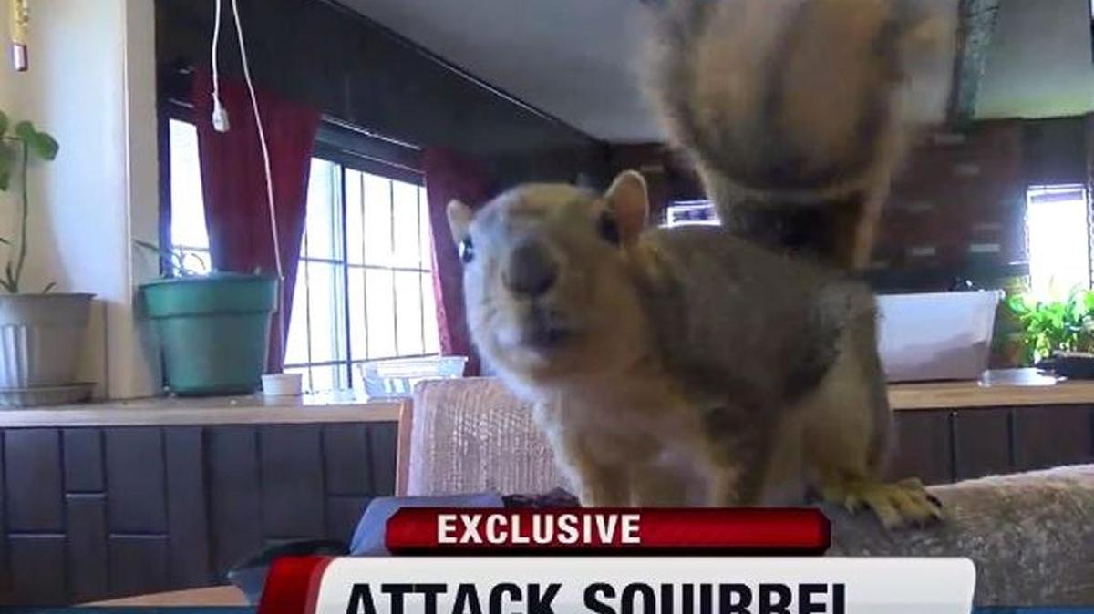 KIVI 6 On Your Side was the first to report on the “attack squirrel” that scared off a Meridian burglar.