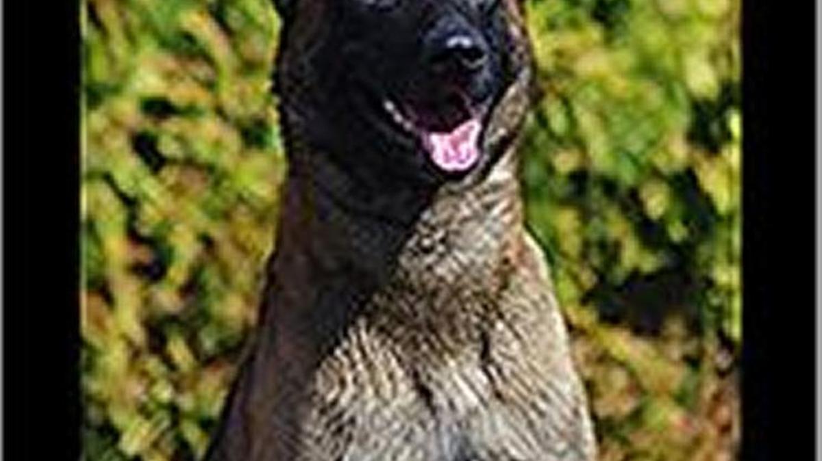 Boise police dog Jardo, a Belgian malinois, joined the department in 2013. He is trained to track and apprehend criminals, find evidence of crimes and locate drugs. On his first week of patrol he apprehended a dangerous gang member.