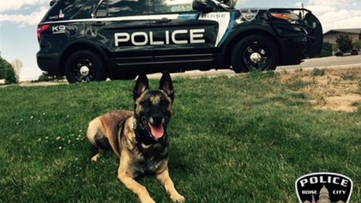 This Boise police dog, Rosco, reportedly was bitten and injured by a pit bull Tuesday before Rosco’s handler shot the attacking dog.