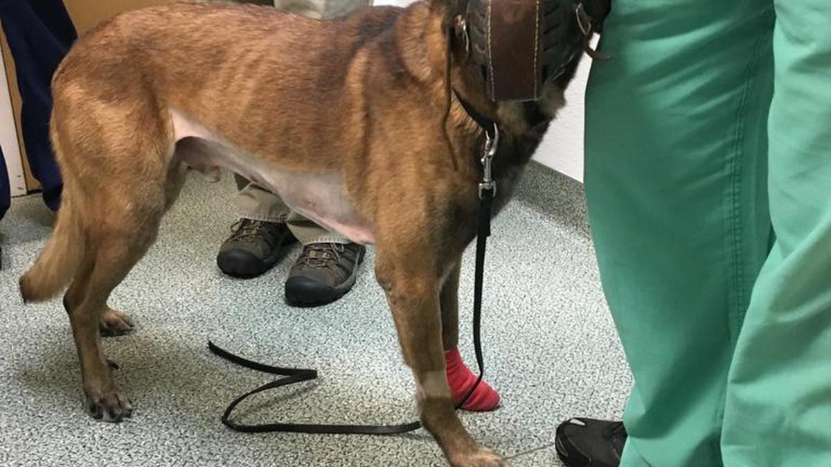 Jardo on Monday, Nov. 14, returned to WestVet for a checkup after sustaining at least one gunshot wound to the chest on Friday.