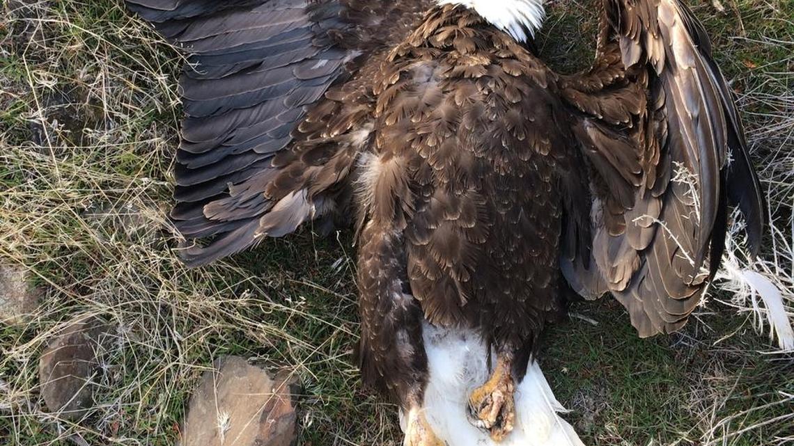 Idaho Fish and Game is looking for those responsible for shooting the two bald eagles.
