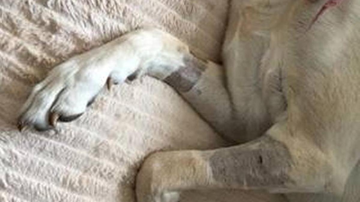 This dog was seriously injured when she was attacked by two dogs Feb. 24. Boise police would like to talk to witnesses.